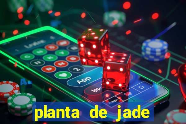 planta de jade significado espiritual